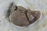 Detailed Lochovella (Reedops) Trilobite - Oklahoma #68632-6